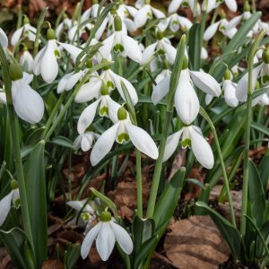 Plicatus Warham Snowdrop Galanthus