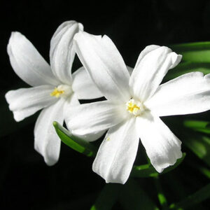 Chionodoxa Luciliae Alba Glory of the Snow