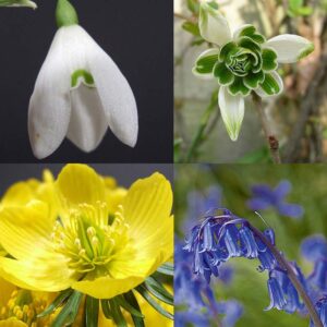 single snowdrops double snowdrops aconites bluebells collection