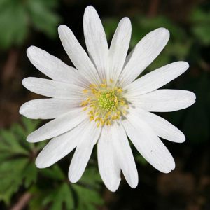 anemone blanda white