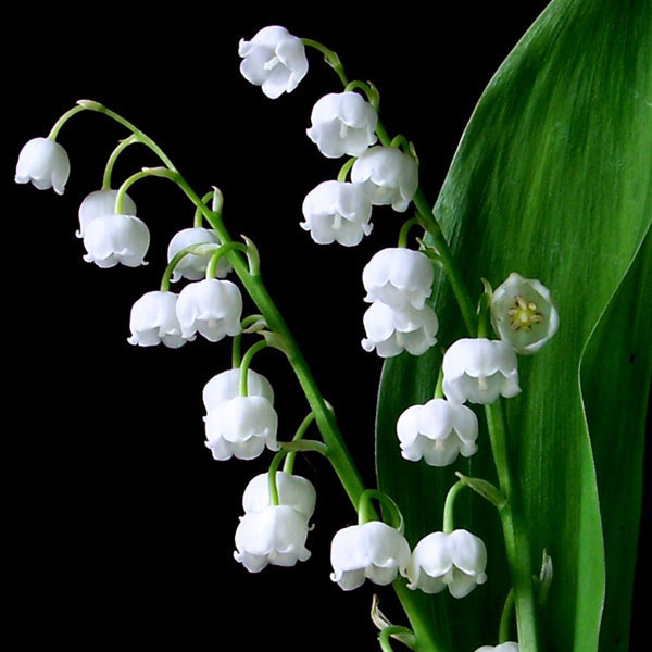 convallaria majalis lily of the valley