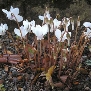 cyclamen hederifolium alba