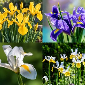 Dutch Iris "Special Mix"
