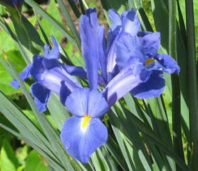 iris dutch sapphire beauty