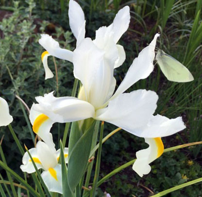 iris dutch white van vliet