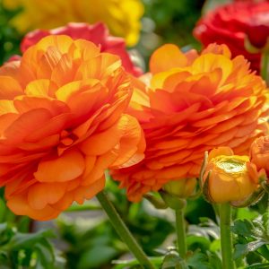 Ranunculus Orange