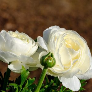 Ranunculus White