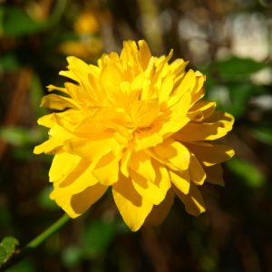 Ranunculus Yellow