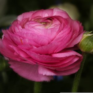 Ranunculus Pink