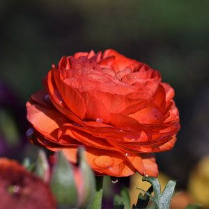 Ranunculus Red