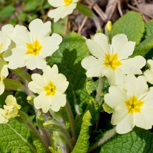 Primula Vulgaris 'Wild Primrose' Plugs