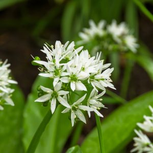 Allium Ursinum (Wild Garlic)