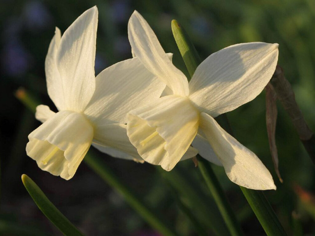 Narcissus Lemon Sailboat - Eurobulbs UK Ltd