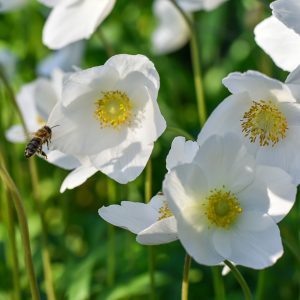 Anemone Nemorosa 'Wood Anemone'
