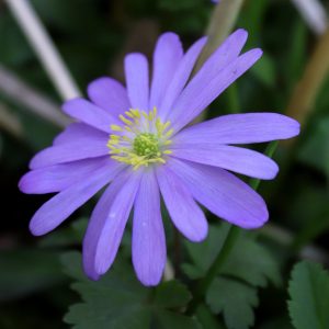 Anemone Blanda 'Mix Blue Shades'