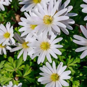 Anemone Blanda White