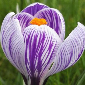 Large Flowering Crocus Striped