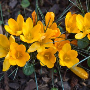 Large Flowering Crocus Yellow