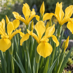 Dutch Iris Golden Harvest
