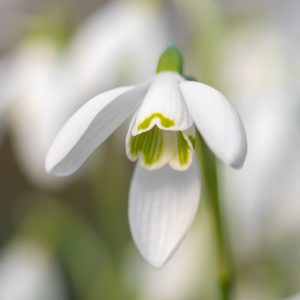Single Snowdrops Galanthus