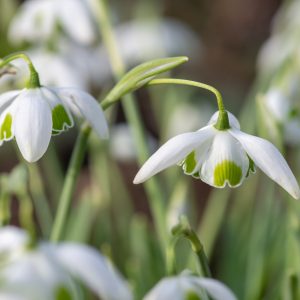 Double Snowdrops Galanthus