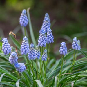 Muscari Armeniacum 'Valerie Finnis'