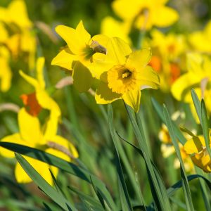 Narcissus Lemon Sailboat