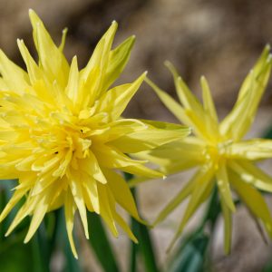 Narcissus Rip Van Winkle