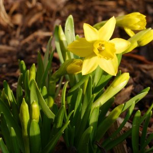 Narcissus Tete a Tete