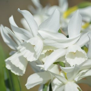 Narcissus Thalia