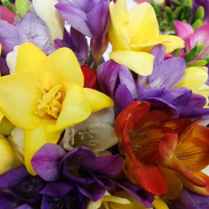 Freesia Single Mixed