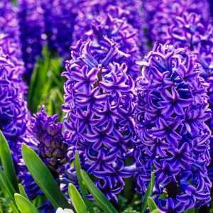 Hyacinth Blue Jacket