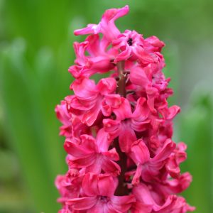Hyacinth Jan Bos