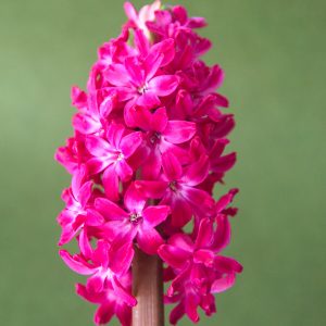 Hyacinth Pink Pearl
