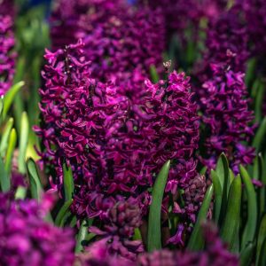 Hyacinth Woodstock