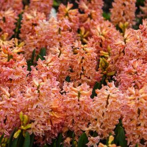 Hyacinth Gipsy Queen