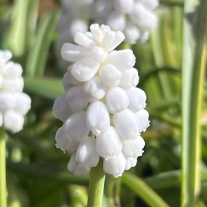 Muscari Siberian Tiger
