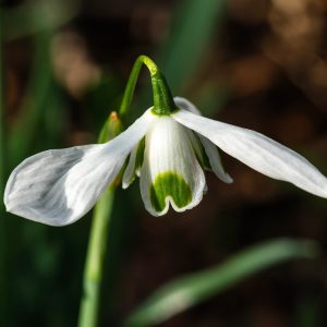 Galanthus Double Hippolyta Snowdrops