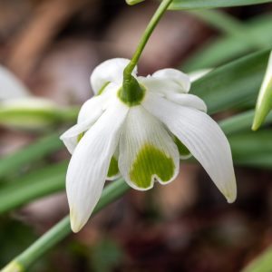 Galanthus Double Jacquenetta Snowdrops