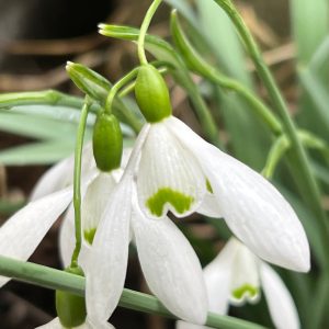 Galanthus Magnet Snowdrops