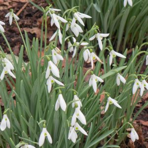 Galanthus Atkinsii Snowdrops