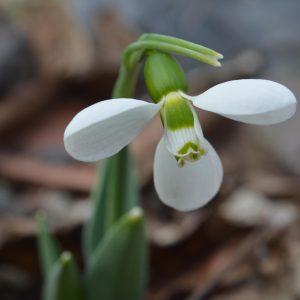 Galanthus Elwesii Polar Bear Snowdrop