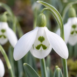 Galanthus Elwesii Beluga Snowdrop